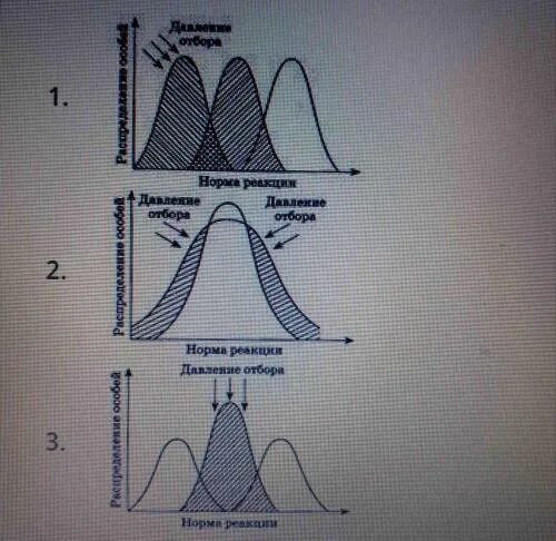 Установи соответствие диаграмм разных форм естественного отбора их. Движущий стабилизирующий дизруптивный отбор таблица. Давление отбора норма реакции. Формы естественного отбора.