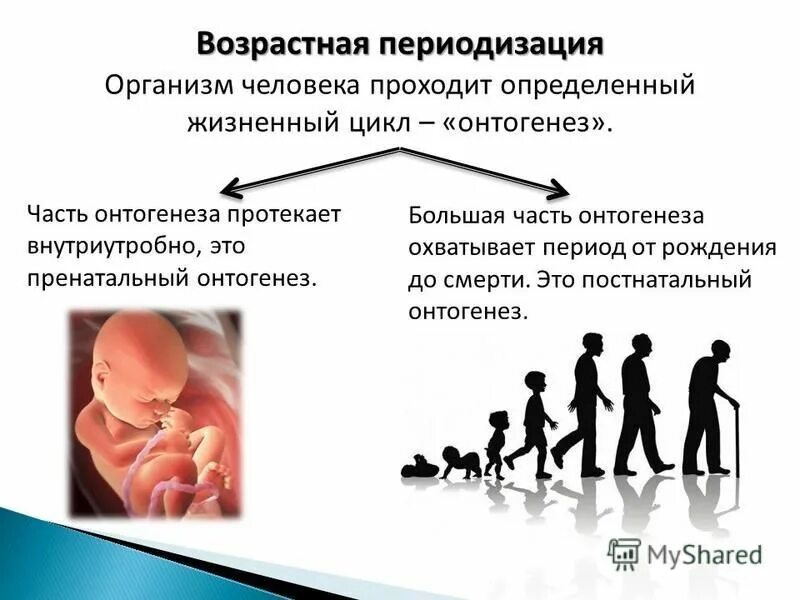 развитие рост постнатальный. развитие рост постнатальный. критические периоды постнатального развития человека. постнатальный онтогенез человека. развитие рост постнатальный.