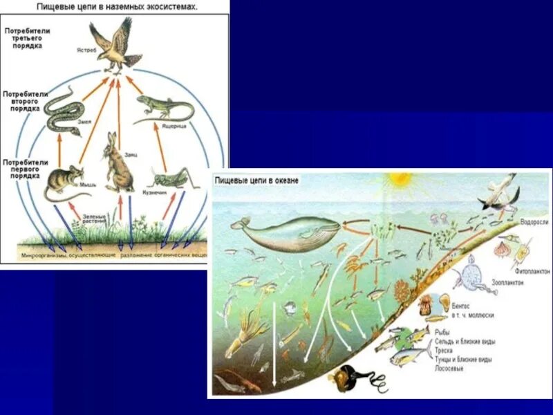 Пищевая цепочка. Пищевая цепь моря. Пищевые цепи экосистемы. Пищевая сеть моря.