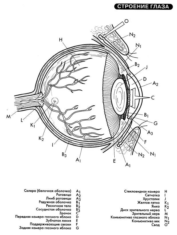 Обозначьте на рисунке строение глаза. Схема глазного яблока глаза. Строение оболочек глазного яблока. Строение глаза анатомия склера. Схема строения оболочек глазного яблока.