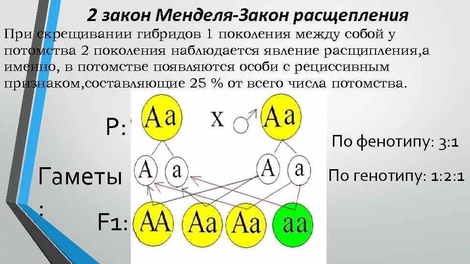Расщепление гибридов. 2 закон менделя закон расщепления. расщепление по фенотипу 2 закон менделя. закон расщепления схема скрещивания. 1 закон менделя расщепление.