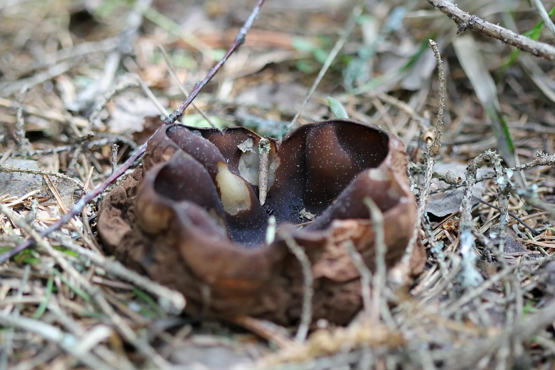 Саркосома шаровидная Sarcosoma globosum. Гриб Саркосома. Молодильный гриб Саркосома. Саркосома шаровидная Sarcosoma globosum (Schmidel) Rehm. Гриб саркосома шаровидная лечебные