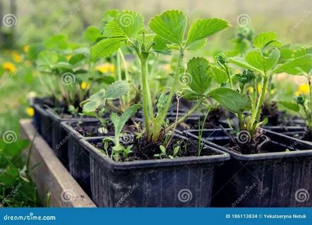 Клубника полка ремонтантная или нет (много фото) - mebelquick.ru