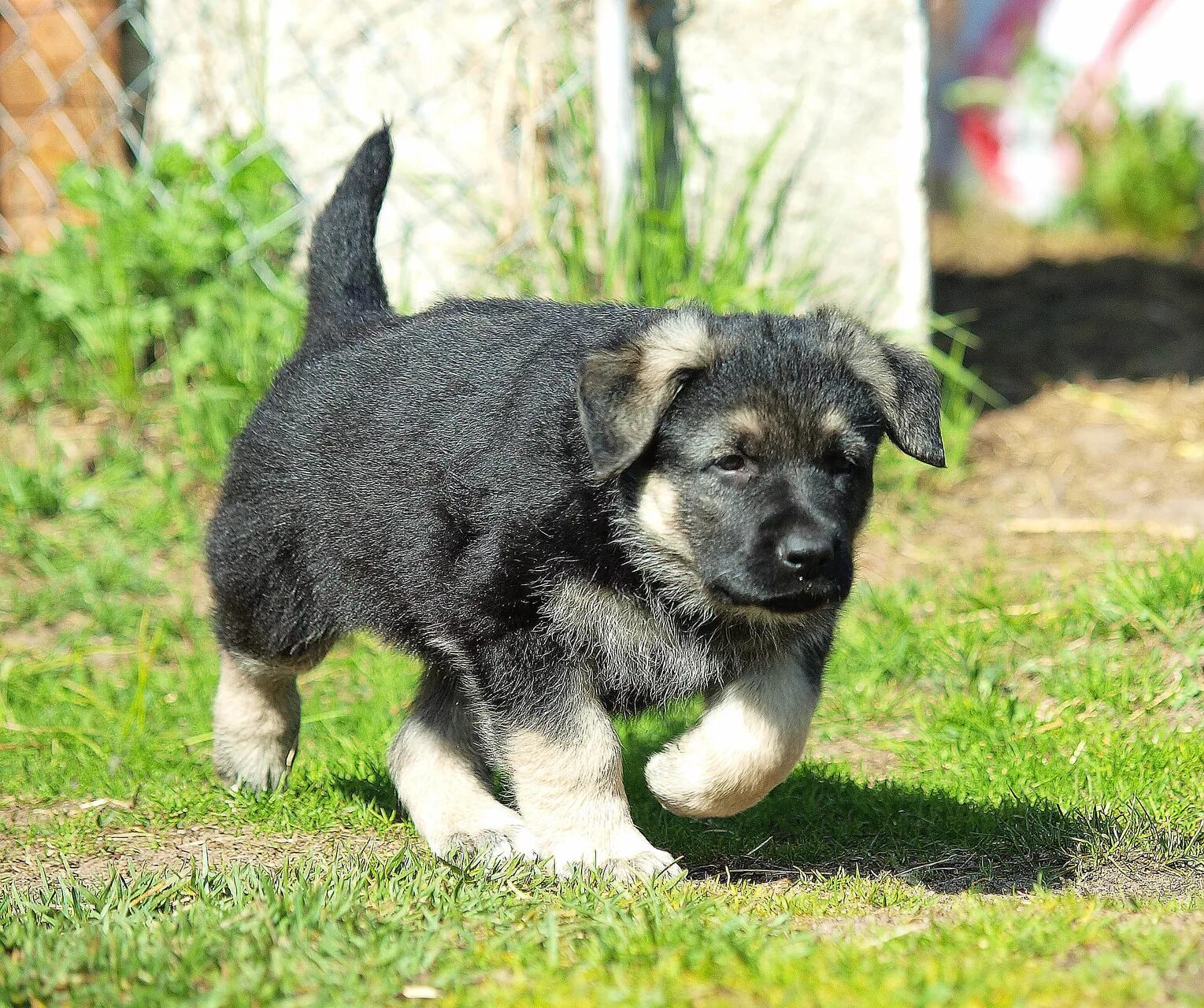 овчарка восточно европейская щенок даром. щенок европейской овчарки 1,5 года. питомник щенка восточноевропейской овчарки уфа. овчарка восточно европейская щенок даром. восточноевропейская овчарка щенки.