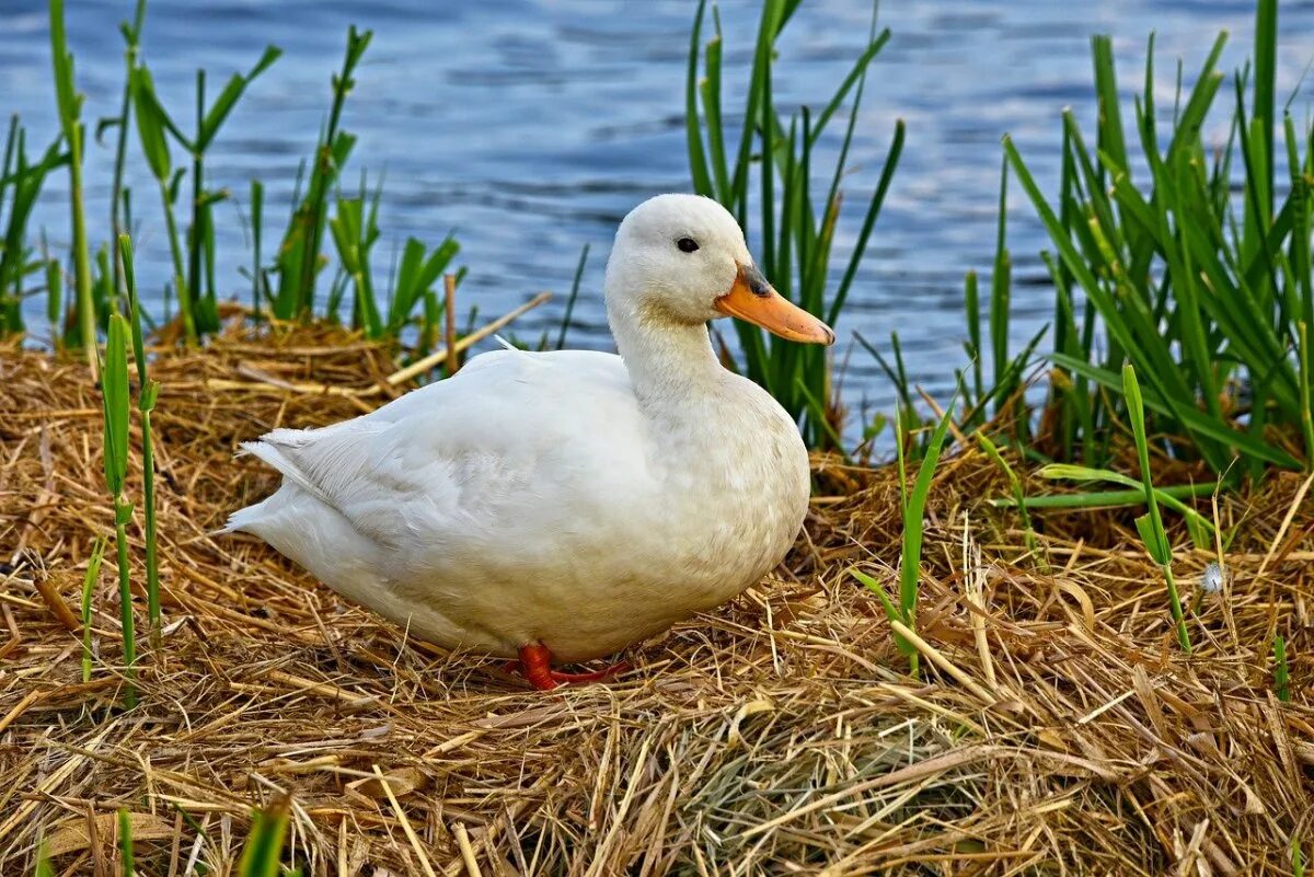 P duck