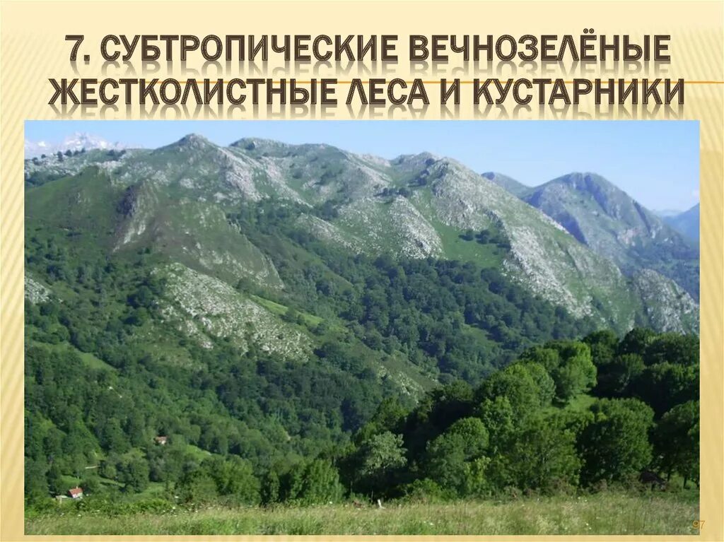 Жестколиственные вечнозеленые леса. Жестколистные вечнозеленые леса и кустарники. Субтропические вечнозелёные жестколистные леса и кустарники. Вечнозеленые жесттко лыстные леса.