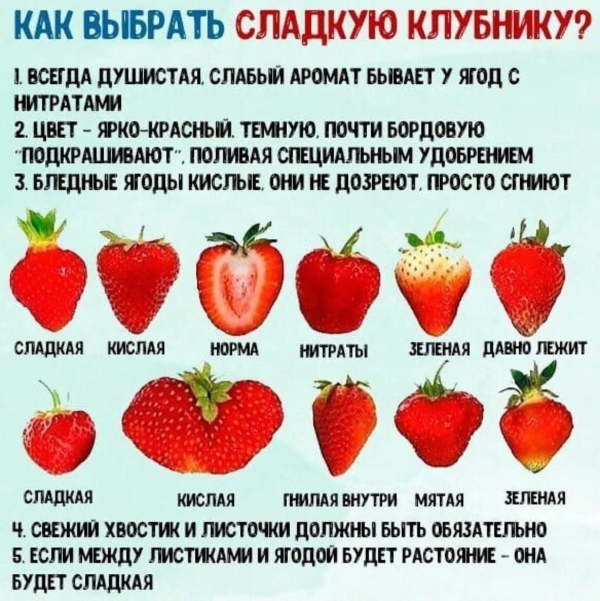 Какой сорт выбрать. Клубника кислая сорта. самые сладкие сорта клубники без кислинки. как различить землянику??????????. как отличить клубнику от земляники.