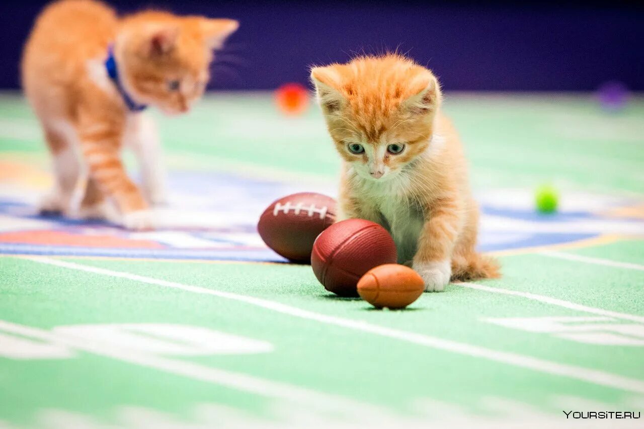 Милые кошки игры. Котенок с мячиком. Мячики для кошек. Котенок играющий в мячик. Котенок играет.