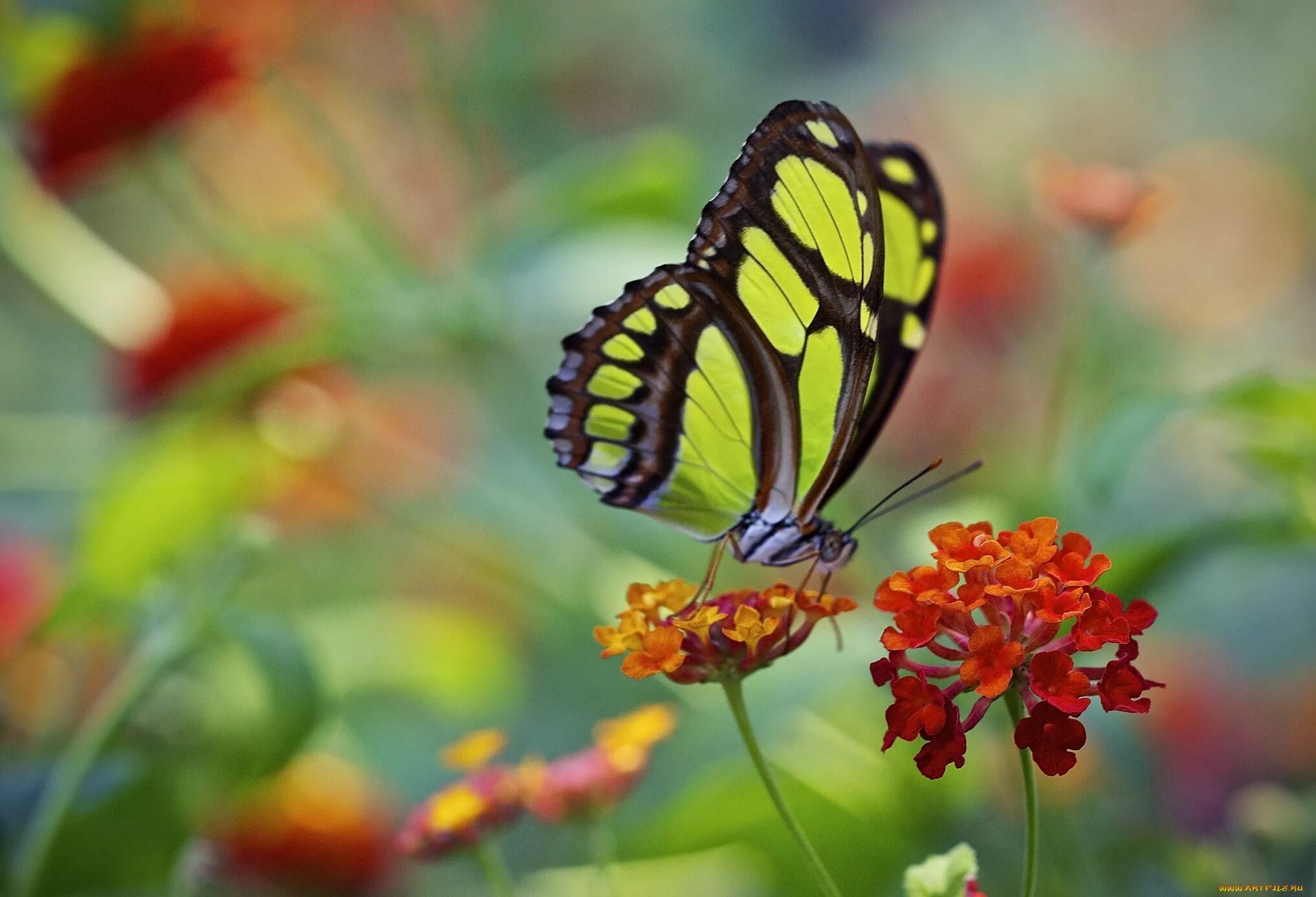 Видео бабочки и цветы. Бабочка крапчатый Арлекин. Бабочка на цветке. Красивые бабочки. Яркие бабочки.