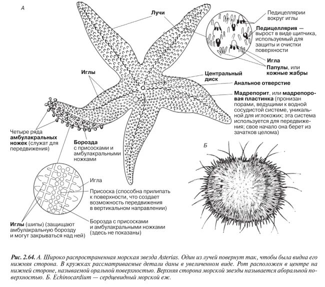 Характеристика морской звезды. Тип иглокожие систематика. Строение и общая характеристика иглокожие. Размножение иглокожих схема. Тип иглокожие строение.