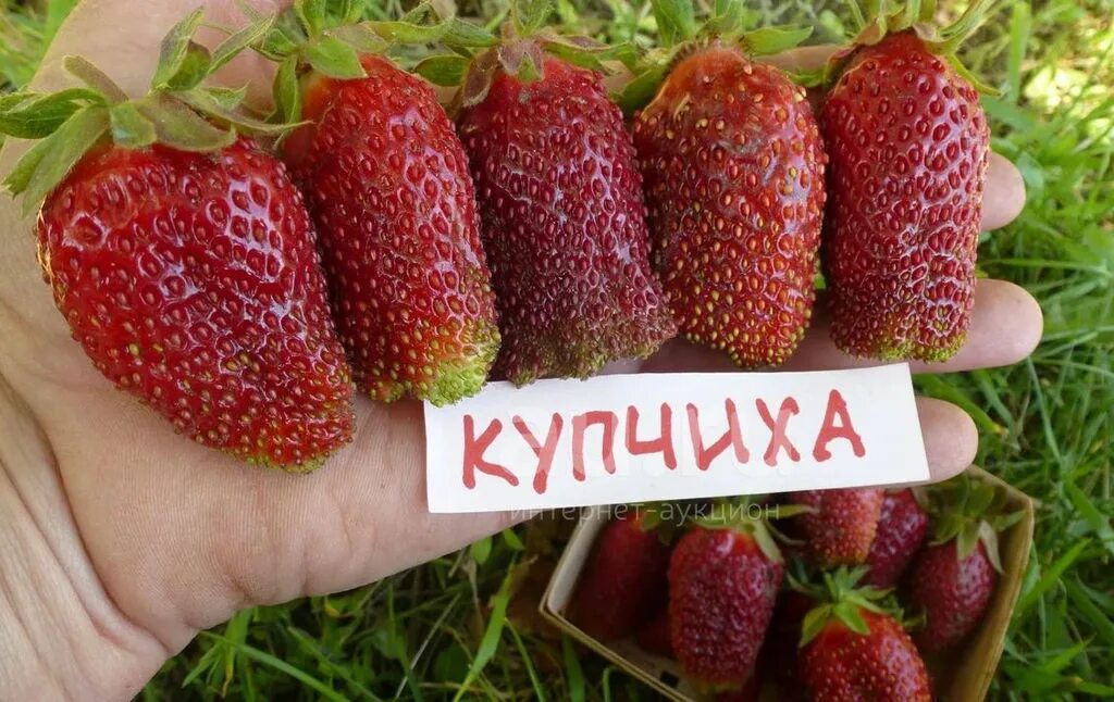 Клубника купчиха характеристика описание сорта фото отзывы