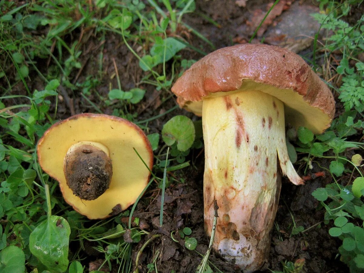 Гриб снизу. Боровик жёлтый (Boletus junquilleus). Боровик буро-жёлтый укоренённый. Боровик девичий (Boletus appendiculatus). Боровик девичий (Butyriboletus appendiculatus)..