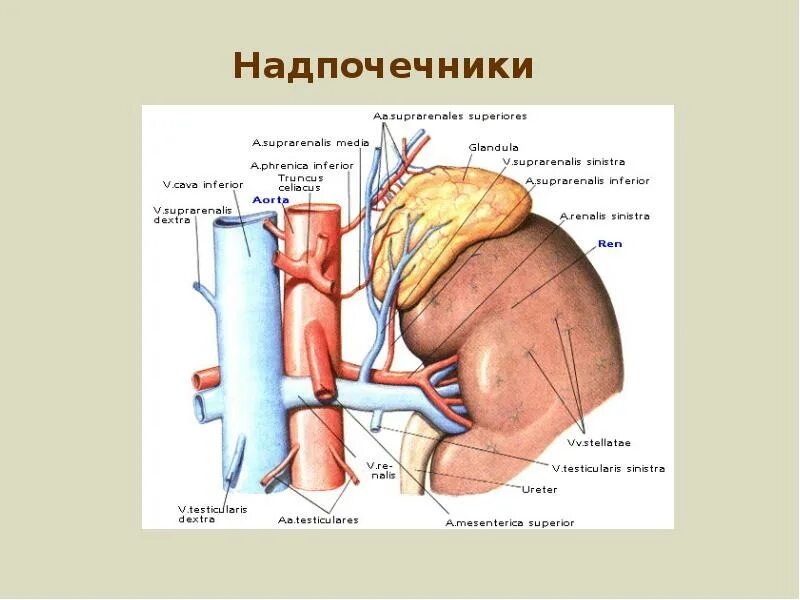 Лимфоузлы надпочечников. Надпочечники анатомия атлас. Кровоснабжение надпочечников анатомия. Надпочечники кровоснабжаются. Кровоснабжение почек и надпочечников.