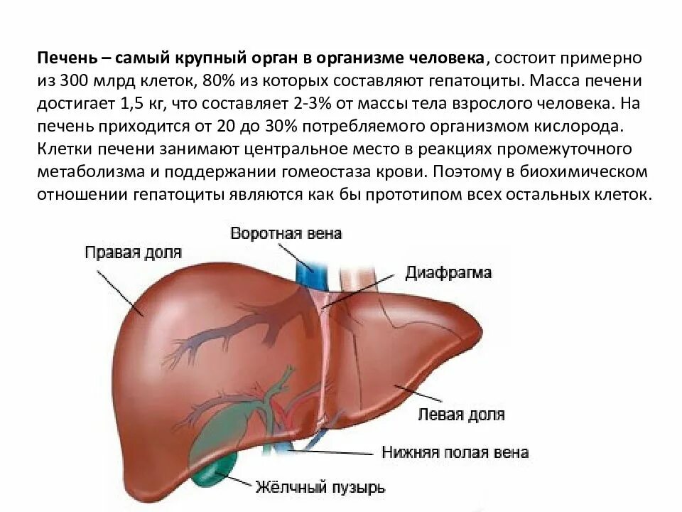 Печень выделяет в кровь