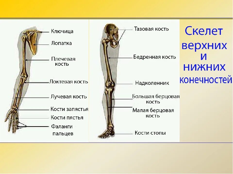 Строение скелета нижних конечностей человека анатомия. Строение скелета нижней конечности анатомия. Лучевая кость в ноге анатомия. Костный скелет свободной нижней конечности.
