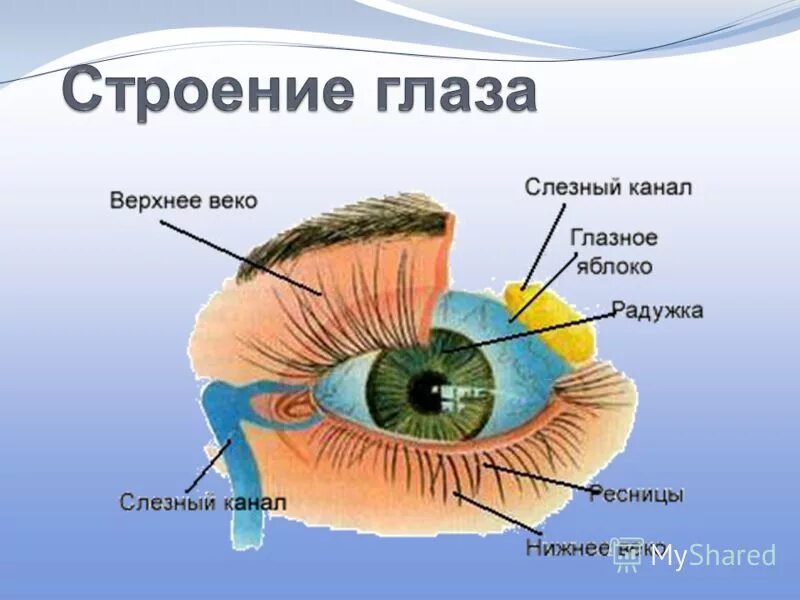 Глаз у человека имеет форму. Строение глаза. Строение человеческого глаза. Строение глаза для дошкольников. Наружное строение глаза.