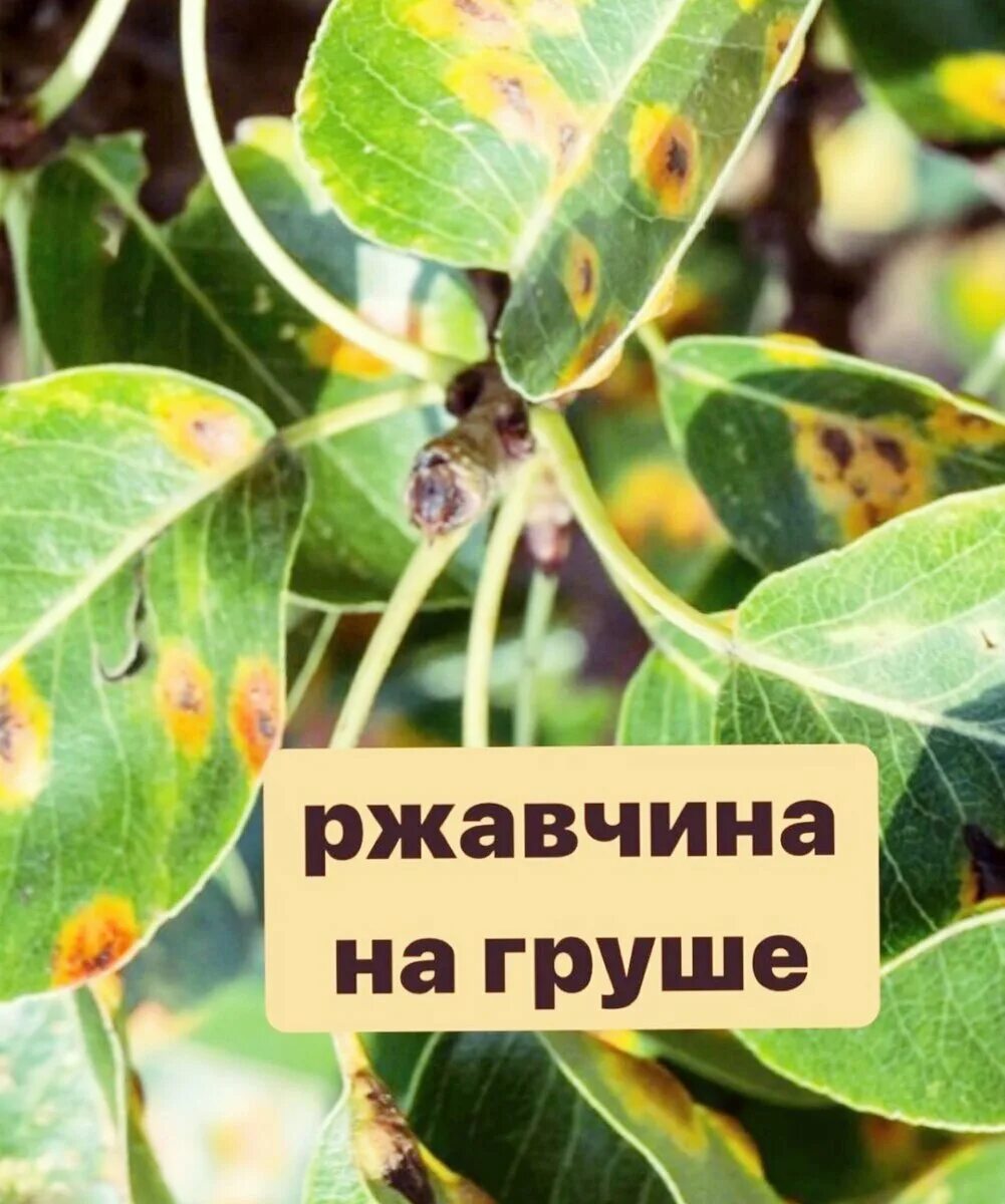 Препарат от ржавчины на груше и можжевельнике. Ржавчина на груше фото. Антибиотики для груши от ржавчины. Ржавчина на листьях груши. Монилиоз вишни лечение.