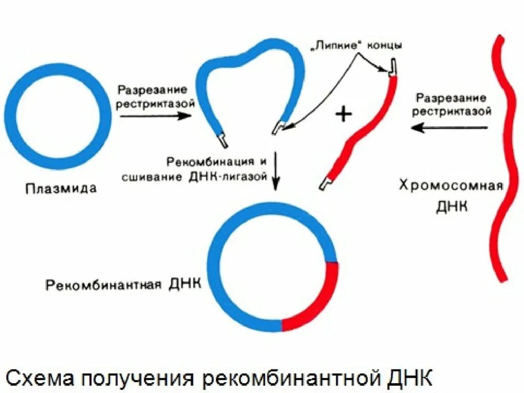 Методы введения днк. Метод получения рекомбинантных плазмид. Технология получения рекомбинантных ДНК. Метод рекомбинантных ДНК этапы. Схема клонирования рекомбинантной ДНК.