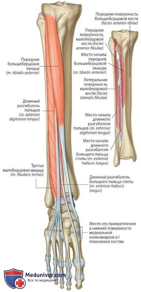 Extensor digitorum longus. Extensor digitorum longus