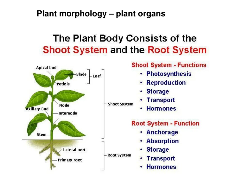 Plant body structures. Plant Morphology. Plant structure. Plant Organs.