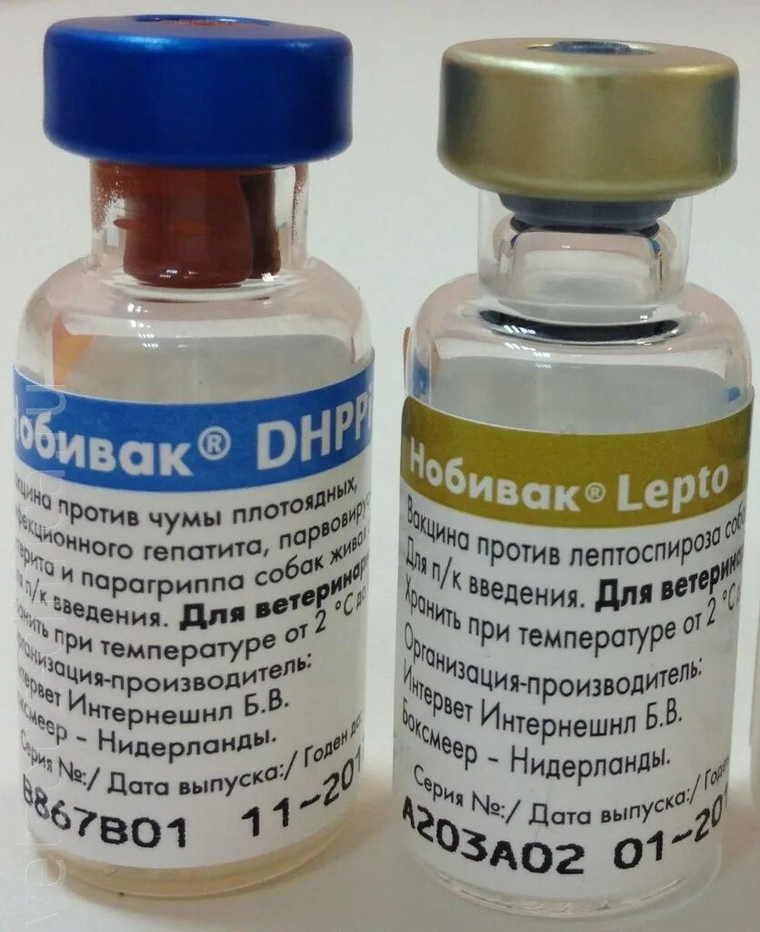 Вакцины против бешенства для собак. Вакцина для сб Нобивак. Нобивак DHPPI l4 Rabies. Комплексная вакцина для собак Нобивак. DHPPI вакцина для собак.