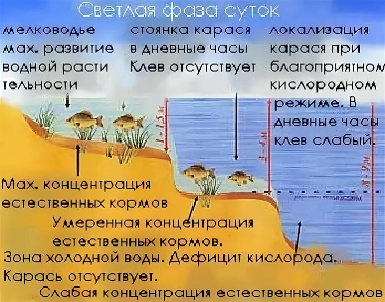 На какой глубине какие рыбы плавают. Места ловли карася. Давление для лучшей ловли карася. Глубина ловли карася. Места стоянки окуня.