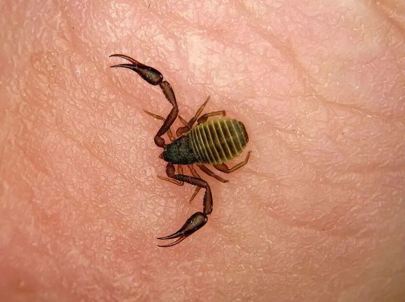 Австралийский древесный краб. Крымская кольчатая сколопендра. Маленькие членистоногие. Краб субтропиков. Маленькие членистоногие.