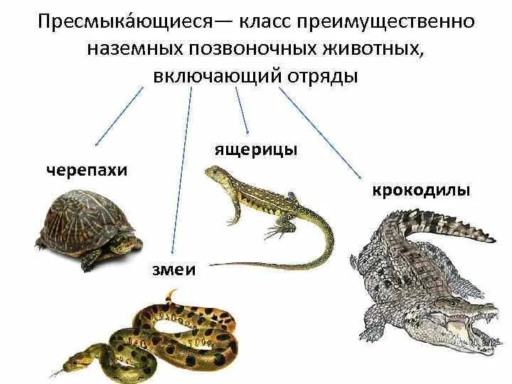 Класс пресмыкающиеся представители. Пресмыкающиеся холоднокровные. Пресмыкающиеся 7 класс биология. Класс пресмыкающиеся ЕГЭ биология. Змеи относятся к отряду черепахи чешуйчатые крокодилы