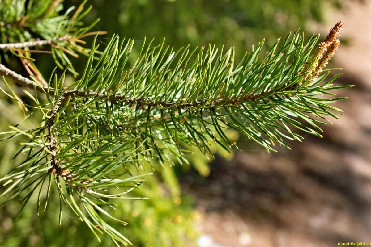 корни сосны. кедр сибирский саженцы. раздвоенные сосны. сосна алеппская. у сосны две верхушки.