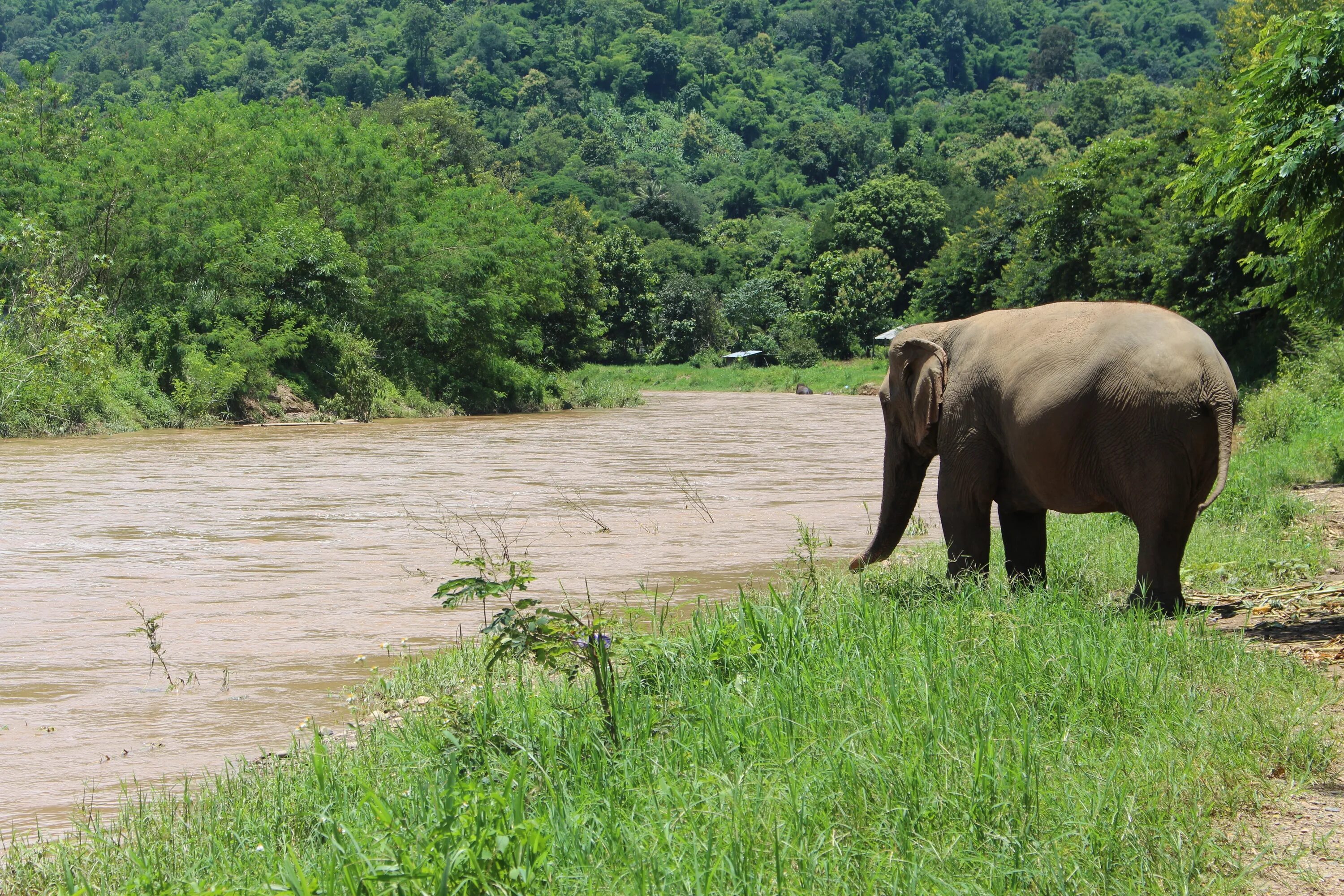 Elephant sanctuary park. Слоны. Слон фото. Слон пьет воду. Слон в воде.