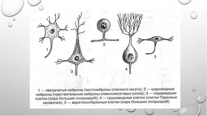 Включает несколько слоев нейронов. Классификация нейронов по форме тела. Классификация нейронов схема. Классификация нейронов и синапсов. Анатомическая классификация нейронов.