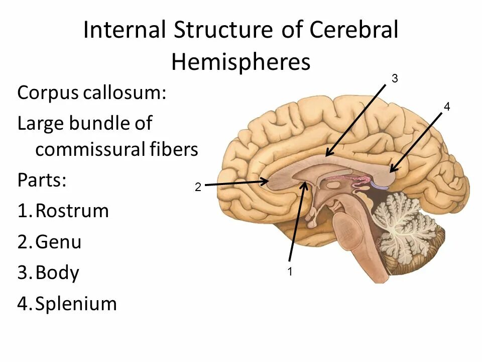 Internal release. Splenium Corpus callosum. Genu of Corpus callosum Brain Parts. Commissural Fibers. Truncus Corpus callosum.