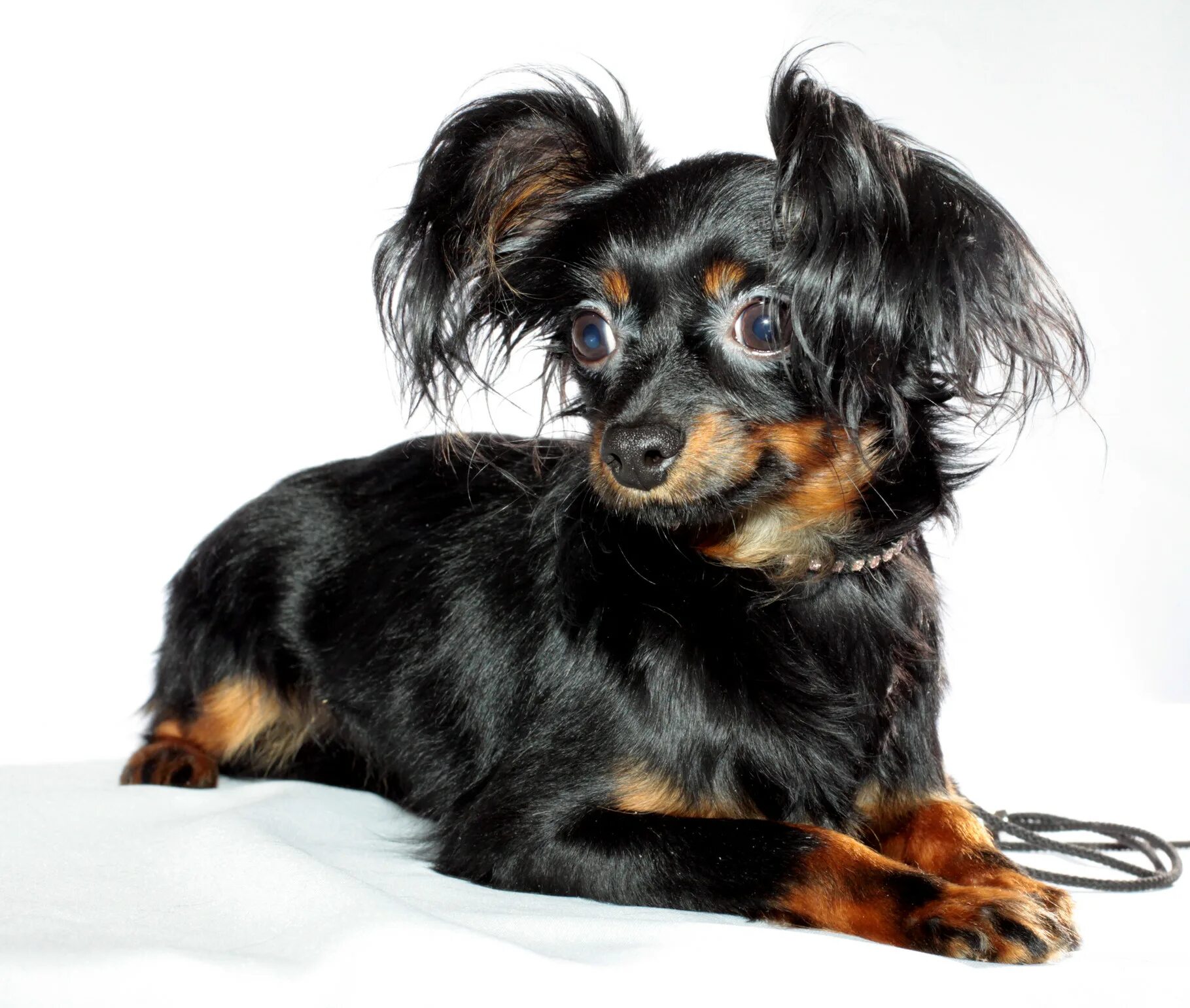 московский той терьер фото. питомник русский той терьер длинношерстный. московский той терьер длинношерстный. московский той терьер длинношерстный. московский той терьер фото.