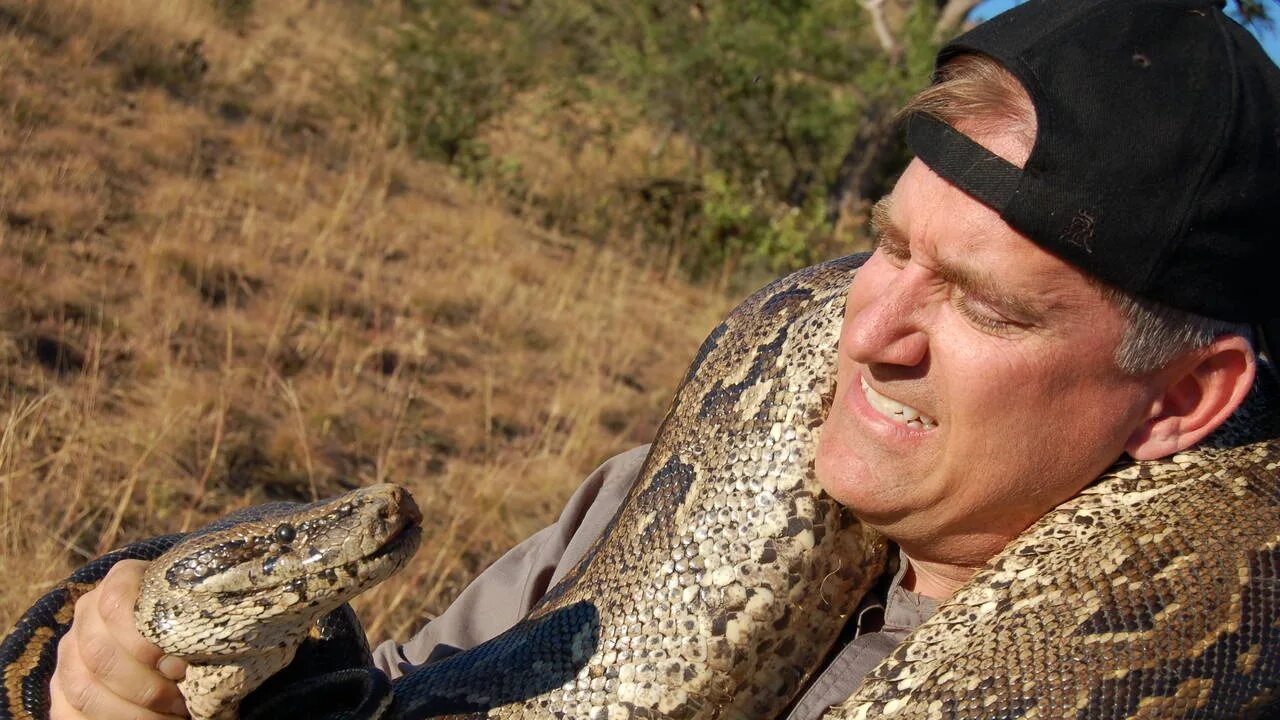 кобра укус королевской кобры. душить змею. душить змею. тигровый питон 6 метров. сетчатый питон королевская кобра.