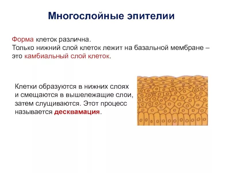 Однослойный призматический мерцательный эпителий строение. Нижний слой клетки. Многослойный плоский неороговевающий эпителий гистология. Однослойный эпителий строение. Однослойный многорядный мерцательный эпителий строение.