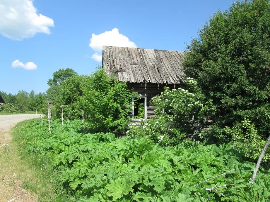 Заросший дом в деревне. Заросший участок. Заросший деревенский домик. Заросший огород.