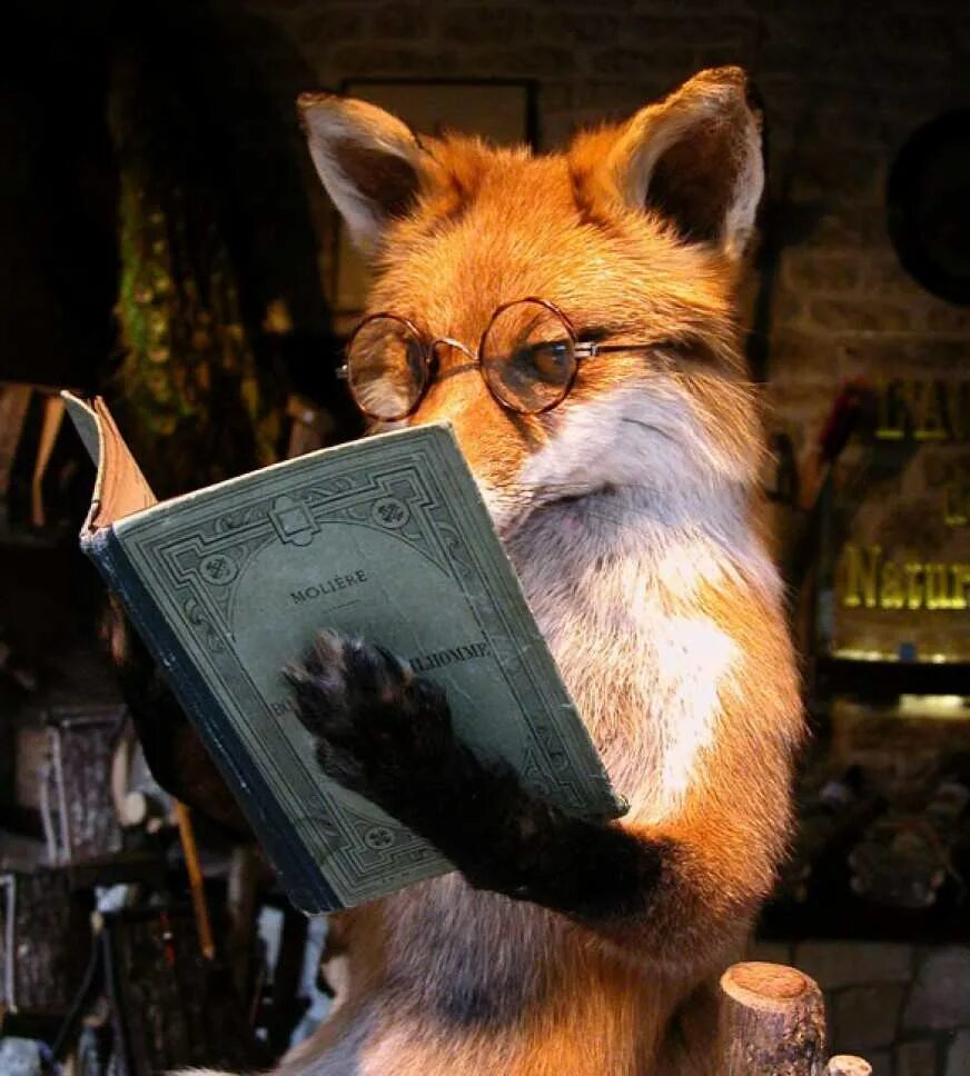 Лисенок с книжкой. Лис в библиотеке книга. Лисов читать. Лисов читать. Книга про лисенка.