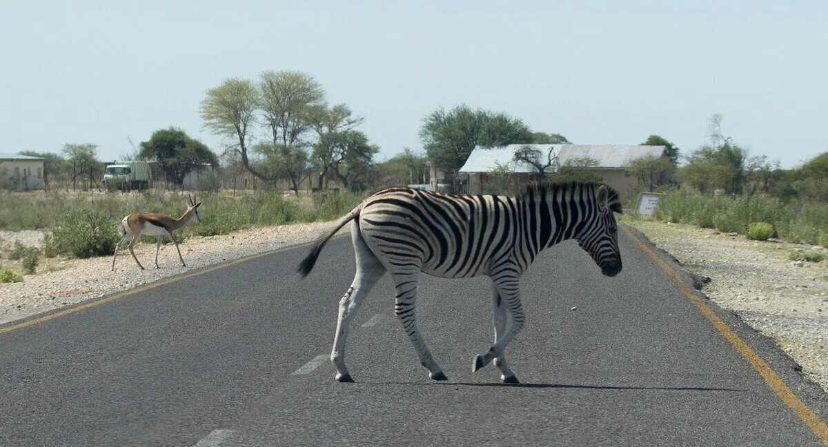Зебра. Zebras crossing the street. Животные переходят дорогу. Zebras crossing the street. Пешеходная зебра.