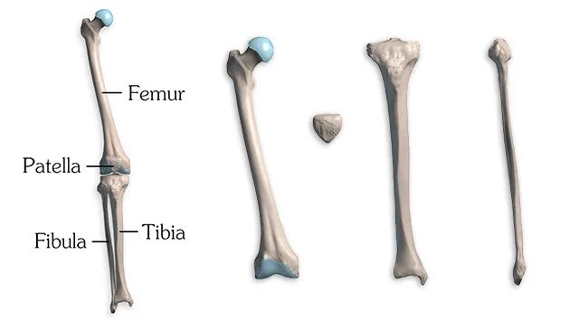 Bone bone shape. Leg bones. что за кость тибия.