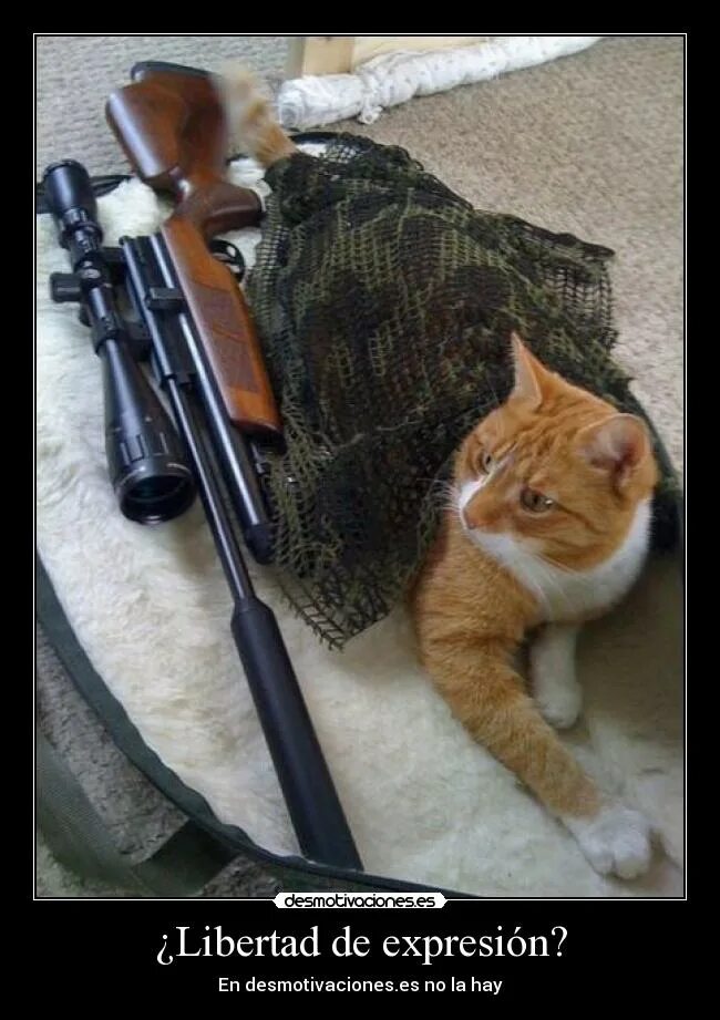 Человек никому не открывается. Кот снайпер. Кот со снайперской. Новогодние котики с снайперской. Вооруженный очень опасен.