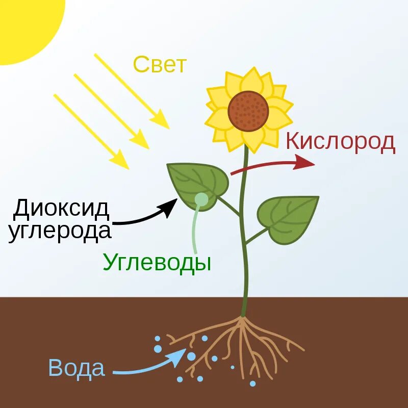 Зеленые растения днем поглощают кислород. Фотосинтез подсолнуха. Бесхлорофилльный фотосинтез. Схема фотосинтеза у растений. Photosyntez.