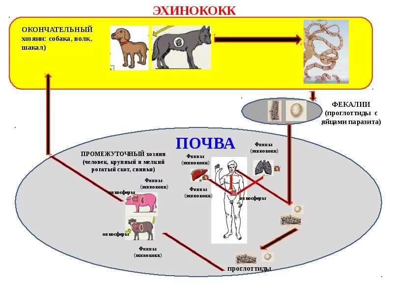 Можно ли считать человека промежуточным хозяином эхинококка. Эхинококк окончательный и промежуточный хозяин. Эхинококк жизненный цикл окончательный хозяин. Эхинококкоз промежуточный хозяин и окончательный хозяин. Окончательный хозяин собака.