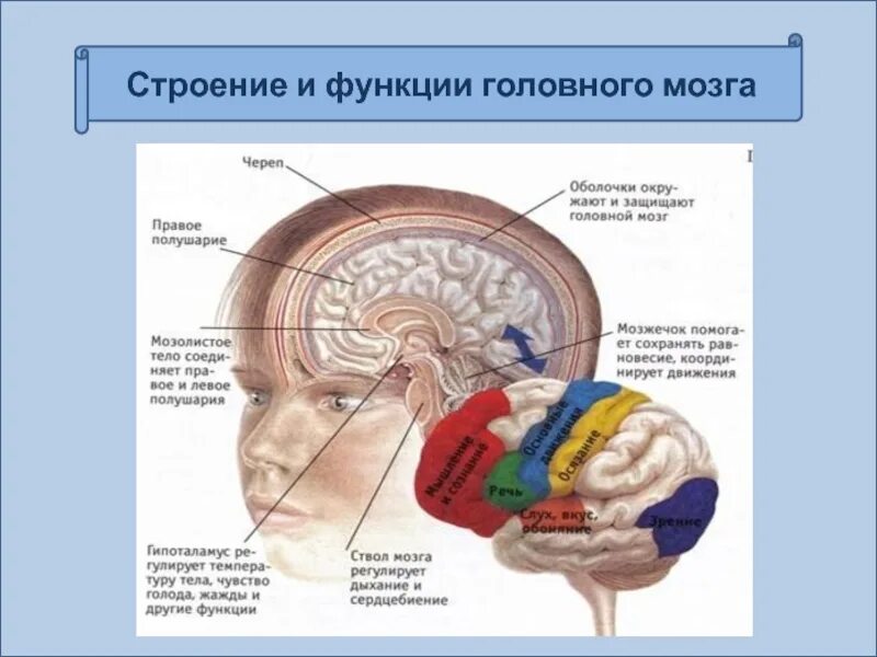 Мысли головного мозга. Физиологическая основа процесса мышления. Физиологическая основа мышления в психологии. Мышление. Физиологические основы мышления. Физиологические механизмысышления.