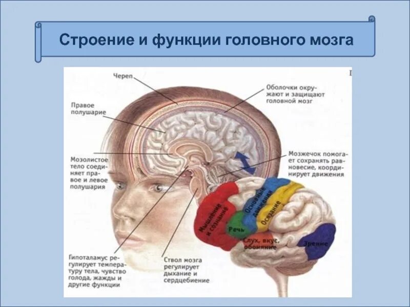 Функции мозгов. Головной мозг человека строение и функции анатомия. строение головного мозга и функции головного мозга. 25. головной мозг (строение и функции).. строение и функции головного.