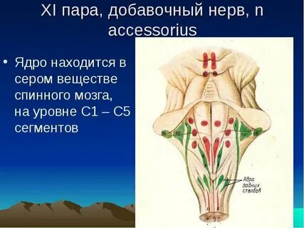 11 пара черепных