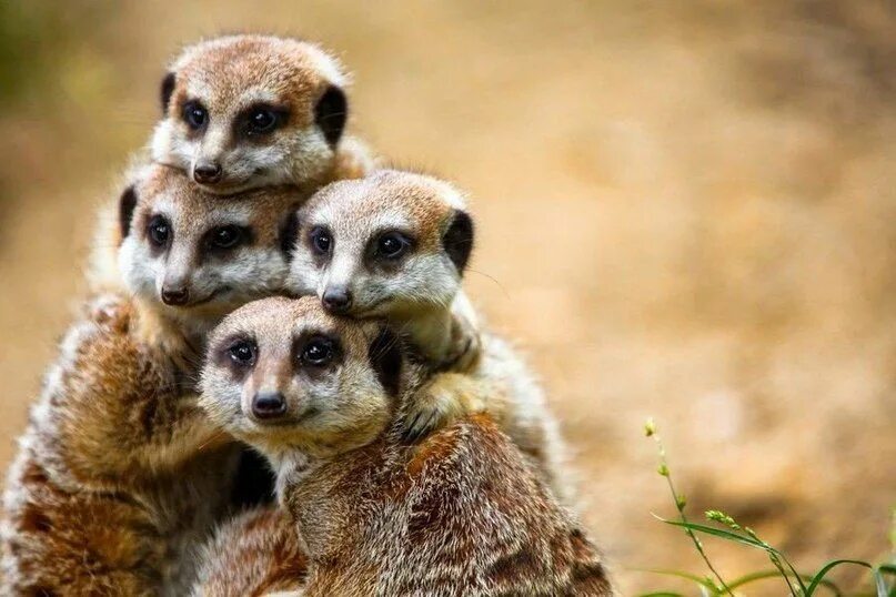 Милый мир. Мексиканский глазоух. Милые котята. Милые котята. Милый мир.