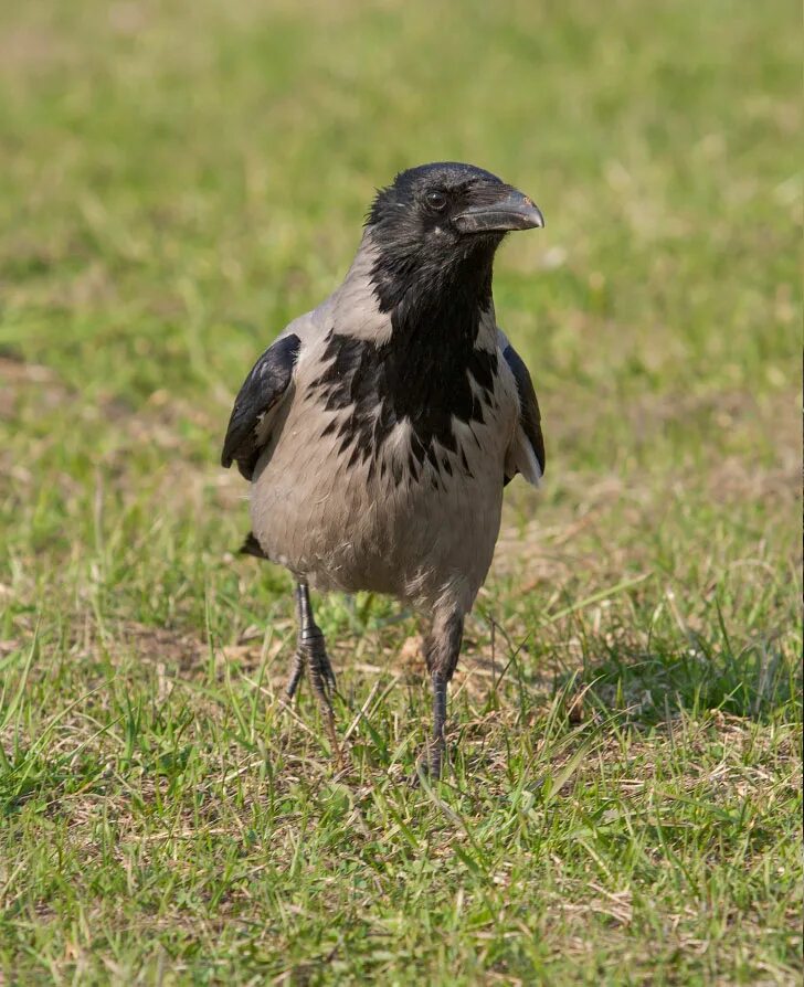 Серая ворона. Довольная ворона. Серая ворона птица. Серая ворона самец и самка отличия фото. Серая ворона фото.