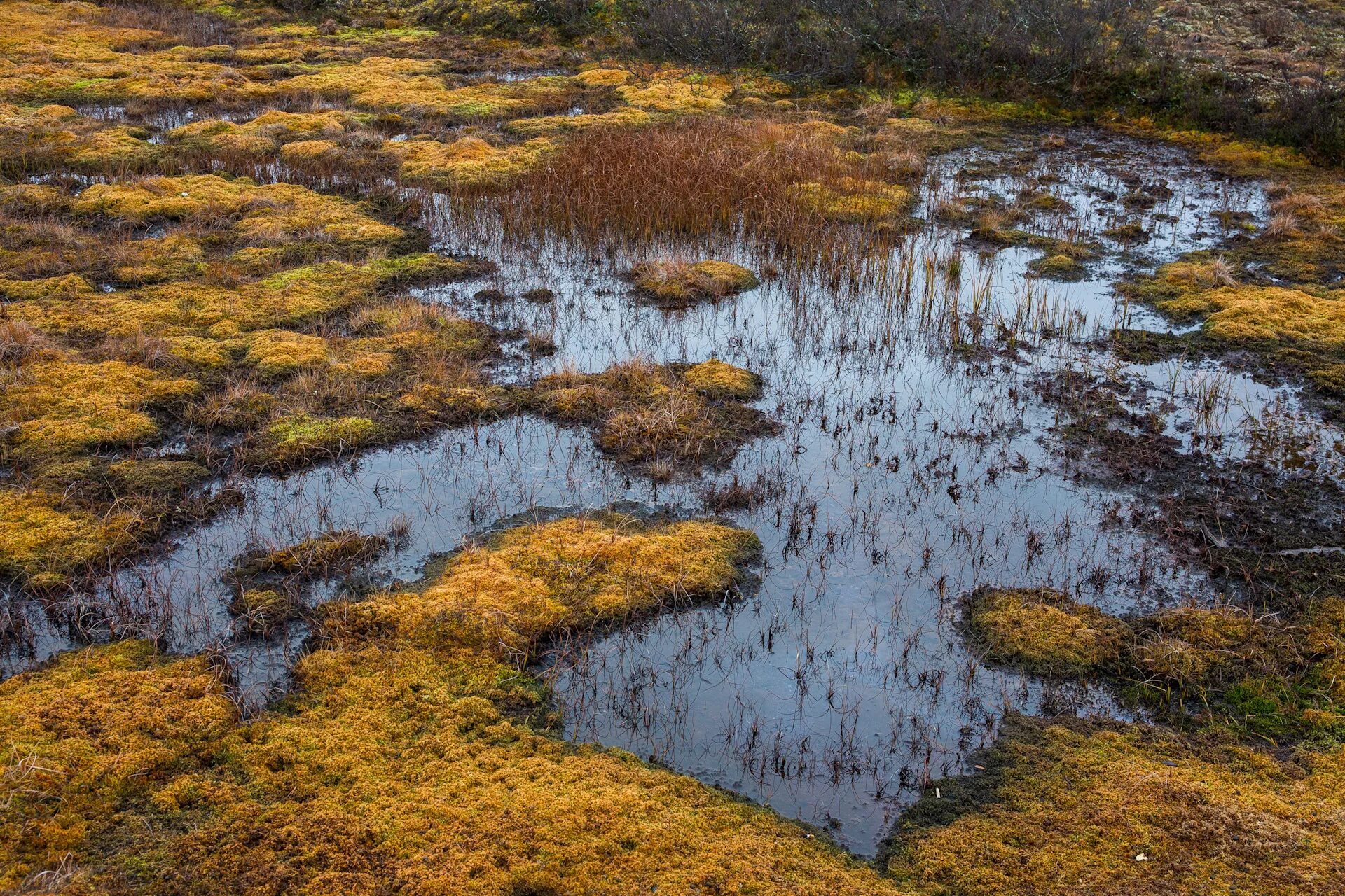 болотистая тундра. термокарстовые озер ямала. болота тундры. болота тундры. термокарстовые озера якутии.