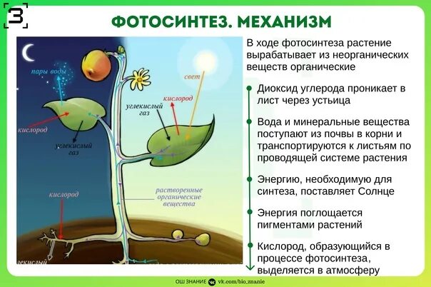 Появление фотосинтеза привело к. Схема фотосинтеза у растений. Механизм фотосинтеза растений. Механизм процесса фотосинтеза. Как происходит фотосинтез.