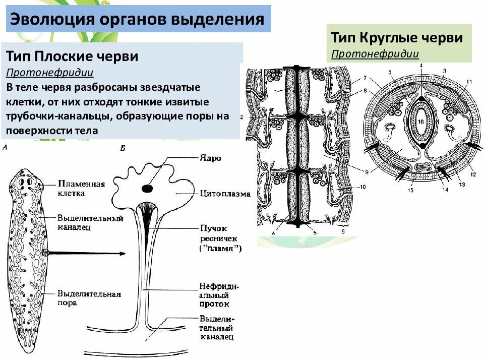 Выделительные трубочки червей. Плоские черви протонефридии. Протонефридиальная система плоских червей. Тип выделительной системы у плоских червей. Выделительная система протонефридии.